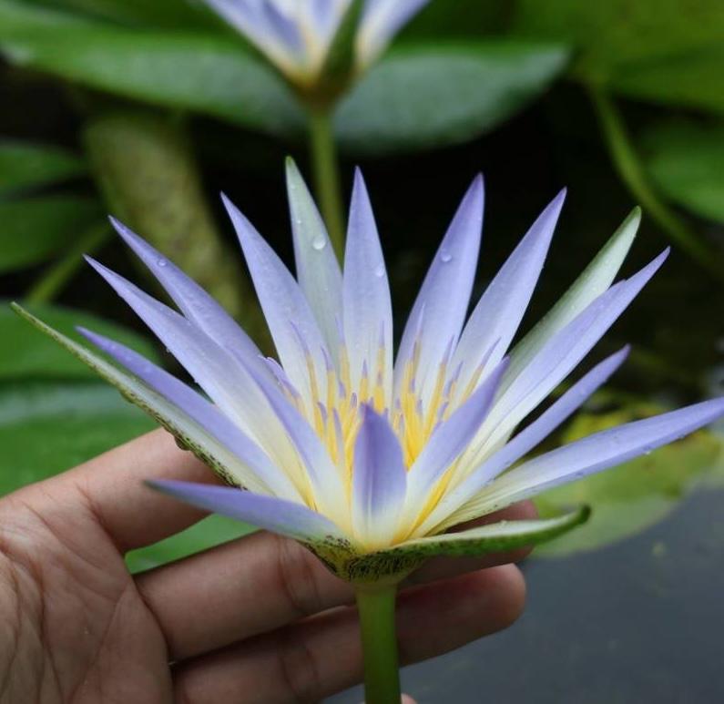 A fresh blue lotus flower held in a hand, against green foliage
