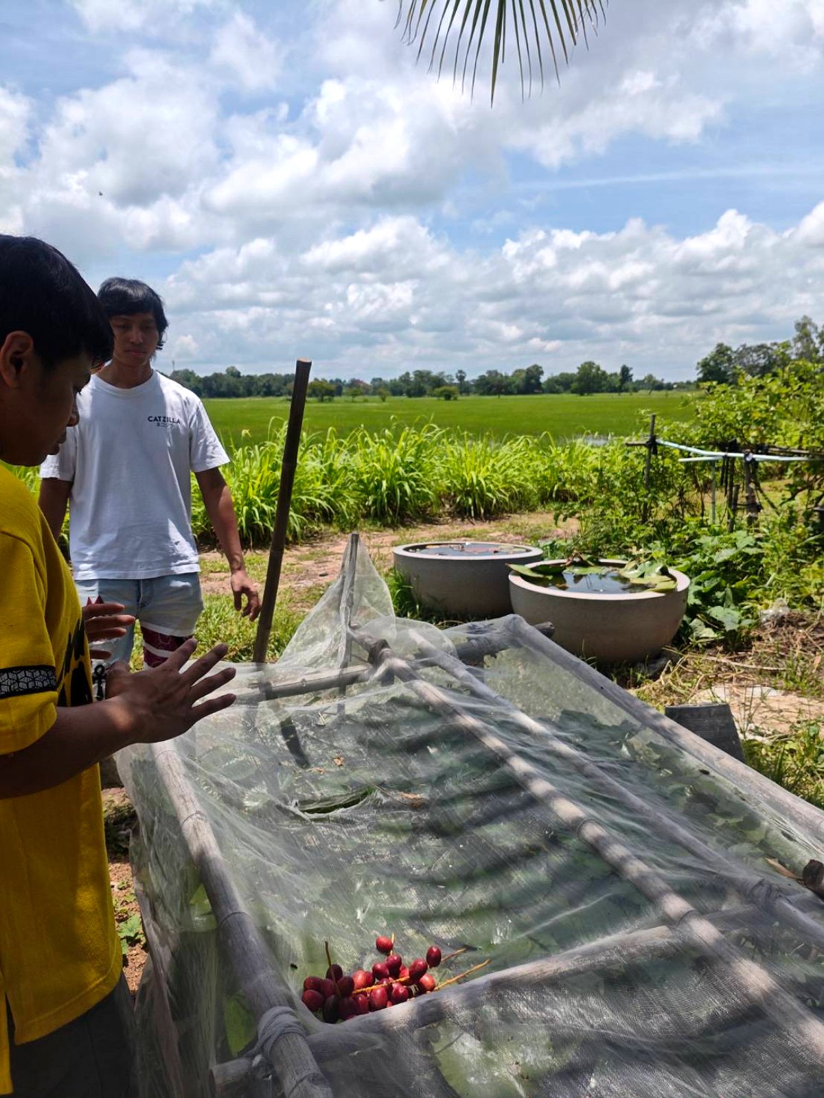 Growers beside the cultivation basins, rice fields stretching behind