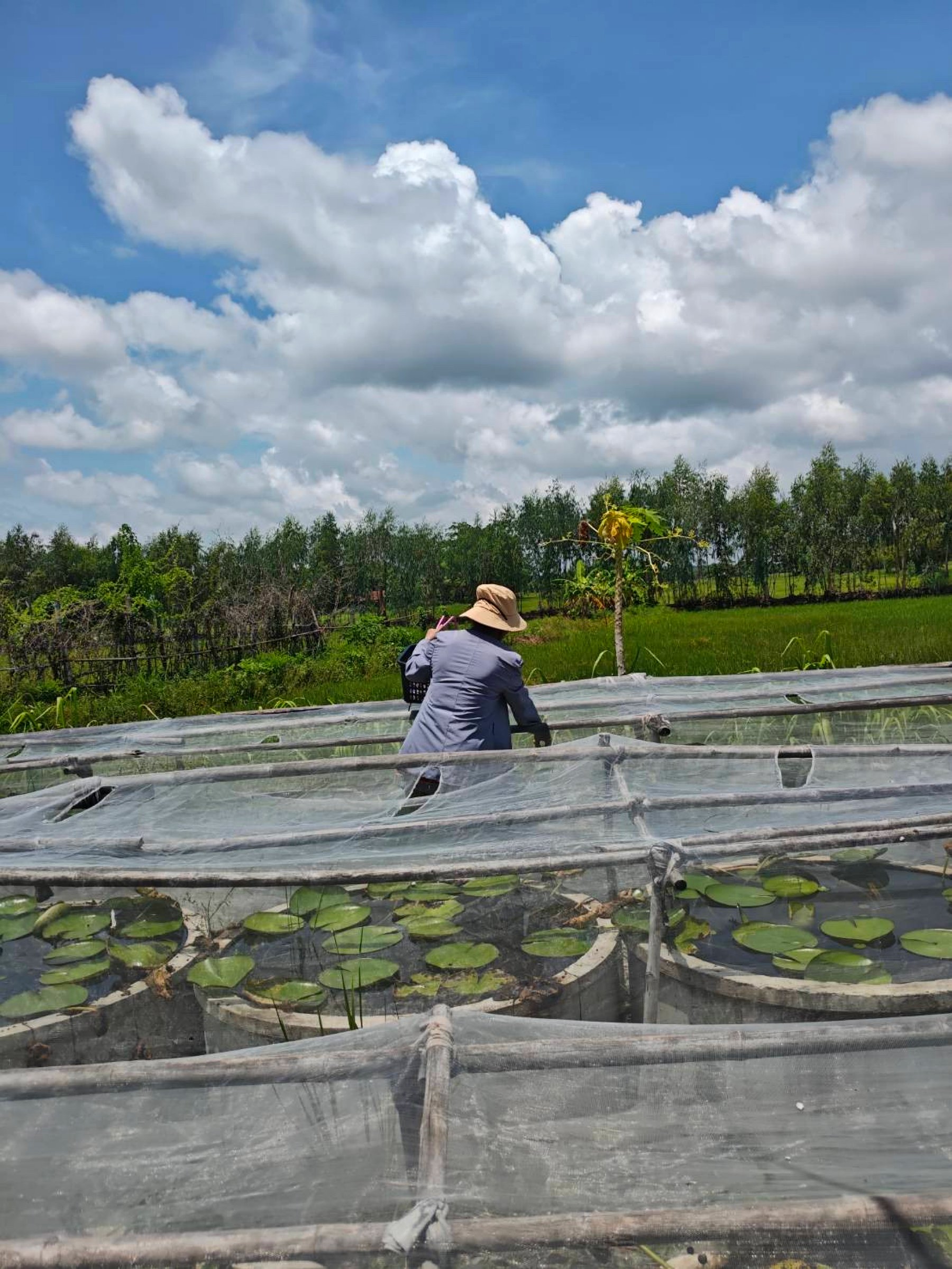 A grower moving between the netted ponds, harvest basket in hand, rice fields behind