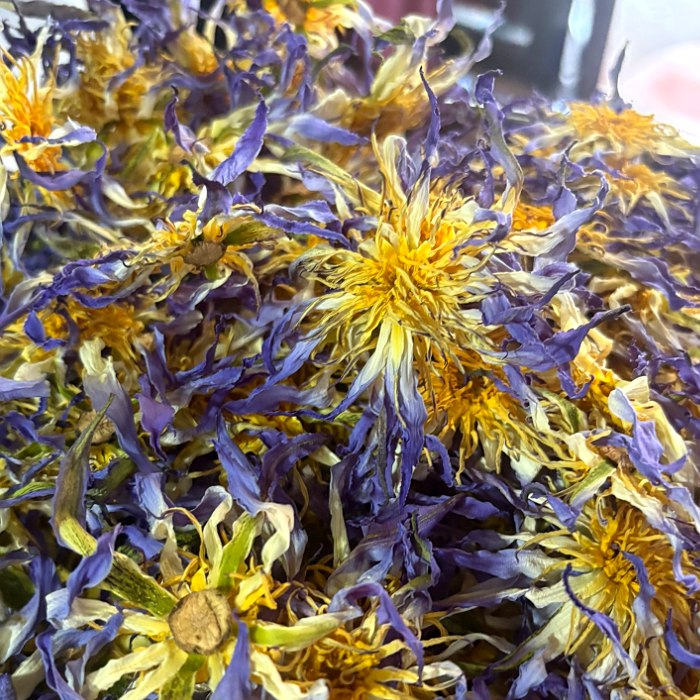 LOTHARA whole dried Nymphaea caerulea — ivory and violet petals, fine yellow stamens, sepals intact