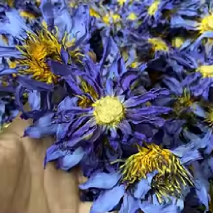 Dried tropical cultivars sold as Blue Lotus — uniform deep purple petals